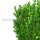 Heckenpflanze "VERSAILLES" | Höhe 50-60 cm | Ballenware
