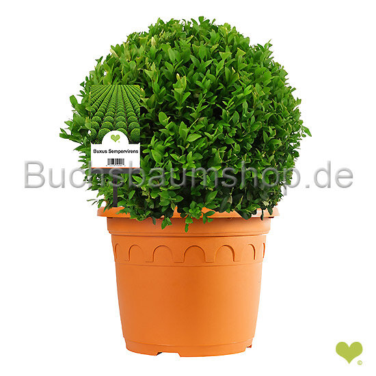 buchsbaum-kugel-20-buchskugel-buchs-buxbaumkugel-buxbaum-buxus-kugeln, 20,95  €