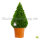 Buchsbaum Kegel | 50-60cm | Kegelfuß Ø20-23cm | Getopft | 5 Jahre alt | 5L