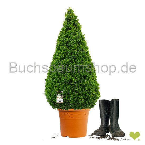 Buchsbaum Kegel | 70-80cm | Kegelfuß Ø30-32cm | Getopft | 7 Jahre alt | 12L