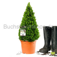 Buchsbaum Kegel | 40+cm | Kegelfuß Ø19cm |...